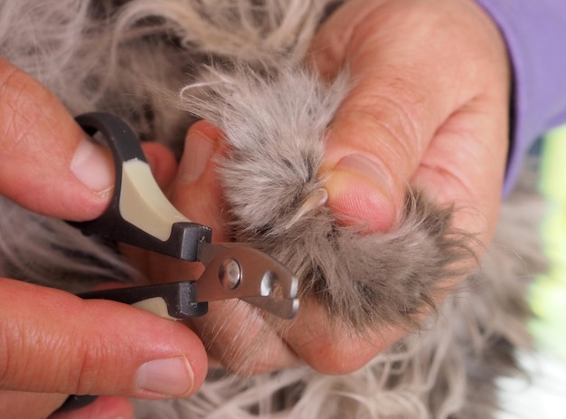 Grooming Cutting the claws of a cat