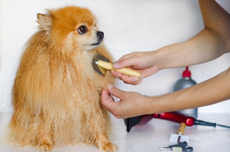 Grooming dog. Master groomer combing of Pomeranian. Hairdresser salon for pets. taking care of pomeranian. Professional hygiene and healthcare for animal in veterianarian clinic.