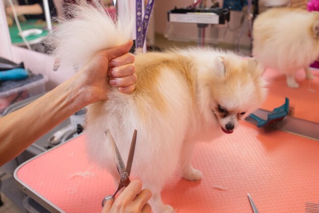 Grooming dogs Spitz Pomeranian in the cabin.