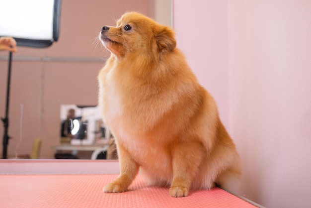 Grooming dogs Spitz Pomeranian in the cabin.