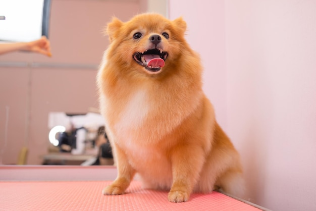 Grooming dogs Spitz Pomeranian in the cabin.