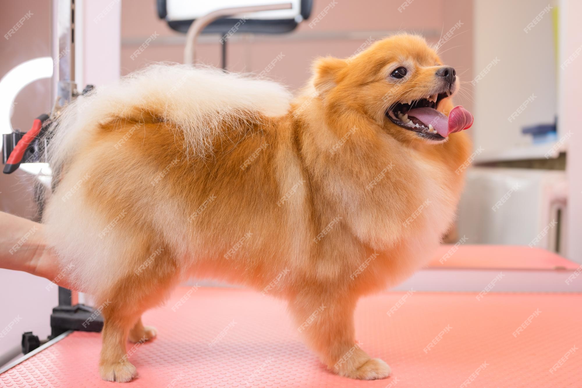 pomeranian show cut