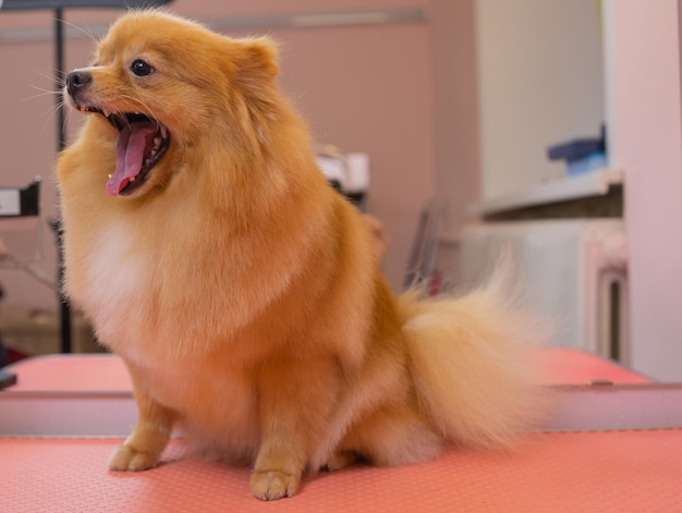 Grooming dogs Spitz Pomeranian in the cabin.