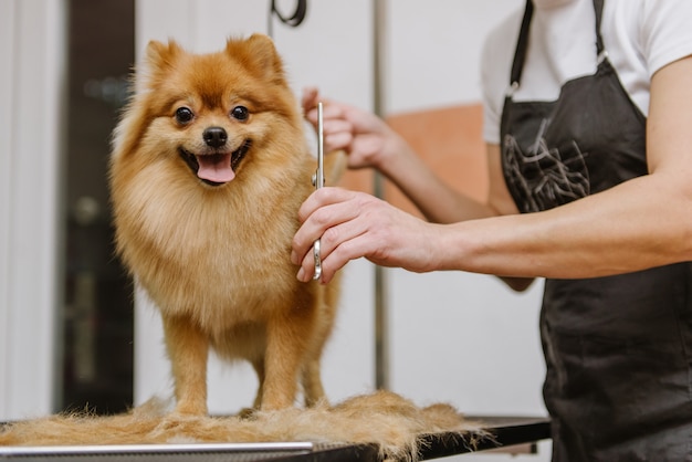 グルーミング犬の小屋でスピッツポメラニアン