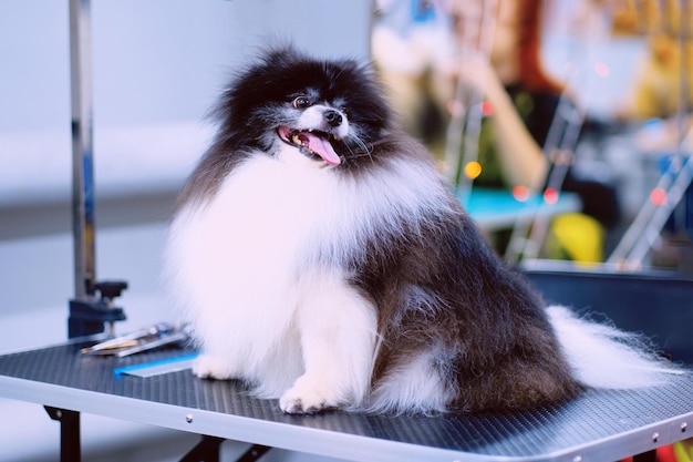 Grooming dogs Spitz Pomeranian on the table