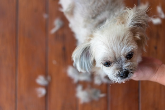 Grooming and haircut dog fur by human with clipper