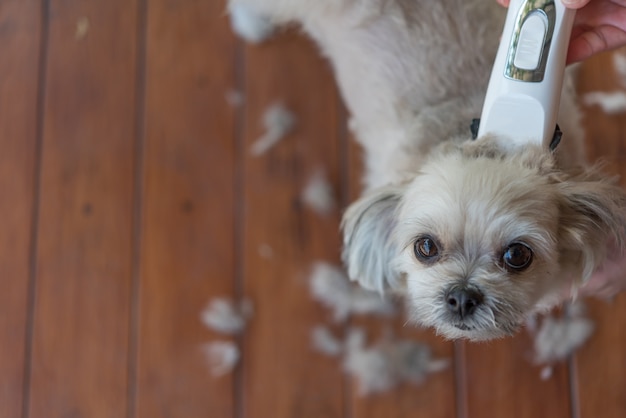 Grooming and haircut dog fur by human with clipper