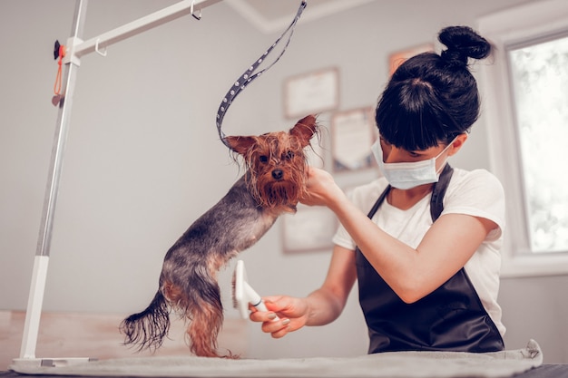 小さな犬の手入れ。グルーミングサロンでかわいい小さな犬をグルーミングする髪のお団子を持つ黒髪の女性