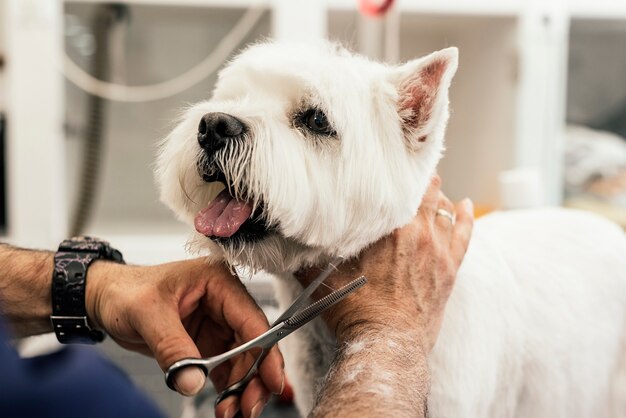 犬のヘアサロンで小さな犬をグルーミングします。