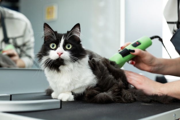 グルーミングマスターが電気シェービングマシンで猫をカットして剃ります