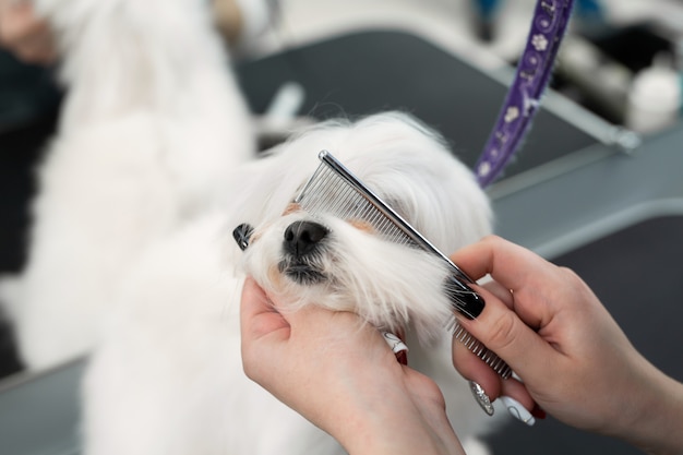 Grooming master cuts and shaves, cares for a dog