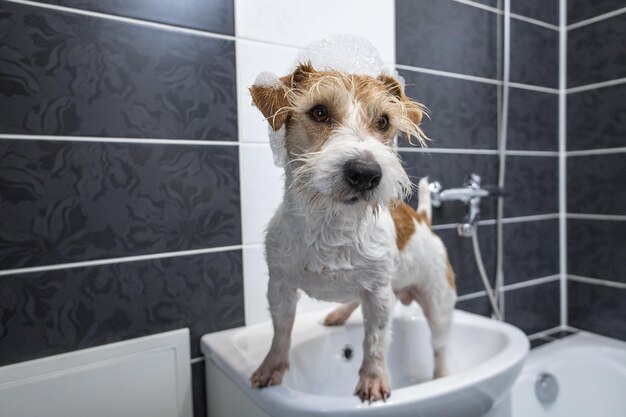 손질 절차 Jack Russell Terrier는 검은 욕실의 흰색 세면대에 서 있습니다. 개는 젖었습니다