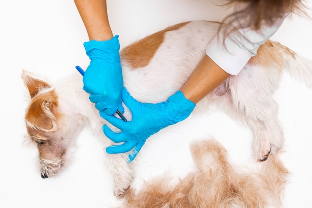 Procedura di toelettatura in una clinica veterinaria. una ragazza in camice bianco e guanti blu esegue la spiumatura-rifilatura sul ventre di un cucciolo di jack russell terrier.