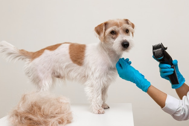Grooming procedure in a veterinary clinic. A girl in a white robe and blue gloves straightens the coat of the Jack Russell Terrier using an electric razor.