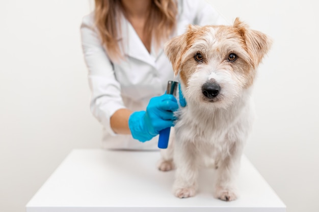 The grooming process in the salon. Girl veterinarian in blue gloves and a white coat trimming Jack Russell Terrier.