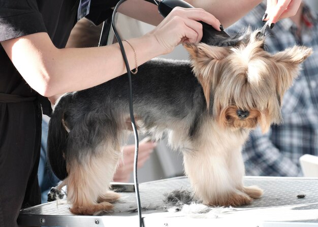 The grooming process of a yorkshire terrier sits on the table by a professional grooming.