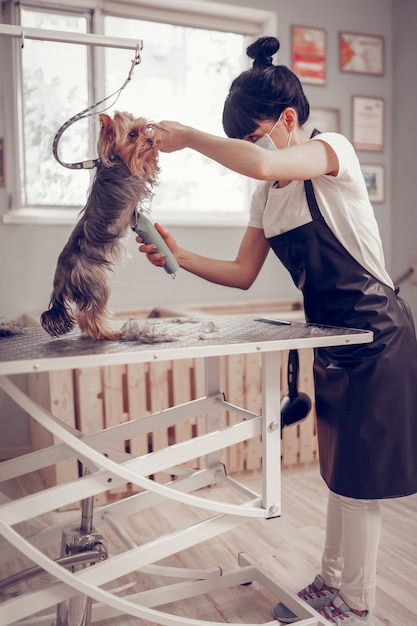 Salone di toelettatura. lavoratore del salone di toelettatura che rade un simpatico cagnolino in piedi sul tavolo