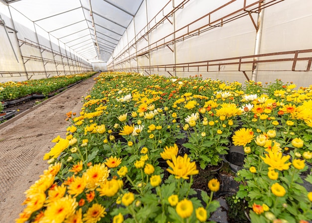 Groot aantal chrysantenplanten