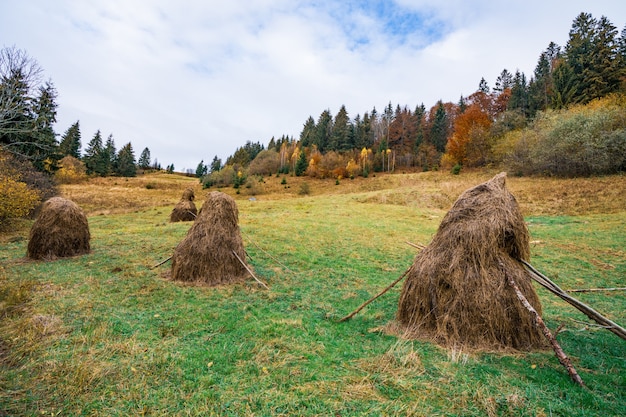 Groot aantal hooibergen met droog hooi in een groene weide met nat en vers gras bij bewolkt grijs weer