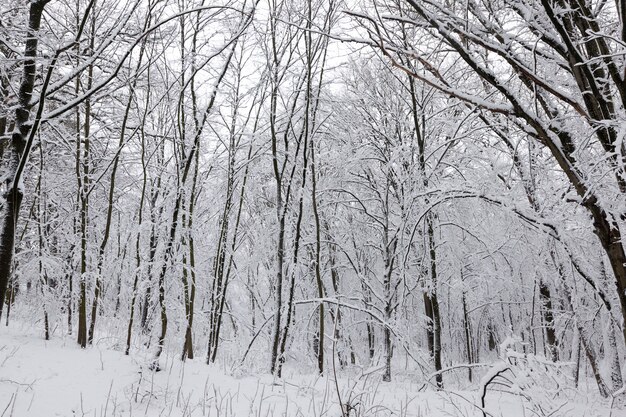 Groot aantal kale loofbomen in het winterseizoen, de bomen zijn bedekt met sneeuw na vorst en sneeuwval, sneeuwbanken in het park of winterbos, er zullen voetafdrukken in de sneeuw zijn