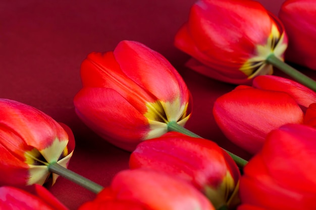 Groot aantal rode tulpen op een rode achtergrond