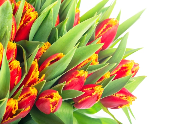 Groot boeket van rode tulpen op een witte achtergrond