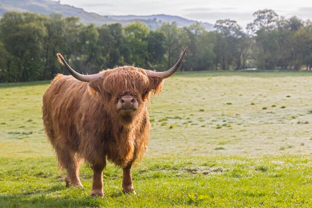 Groot-Brittannië, Schotland, Schotse Hooglanden, Highland Cattle