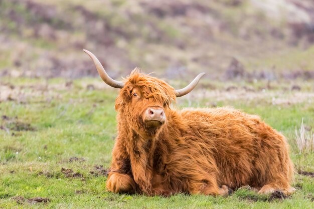 Groot-Brittannië, Schotland, Schotse Hooglanden, Highland Cattle