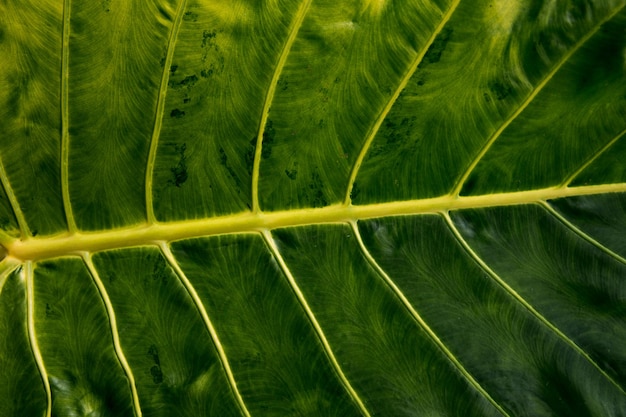 Groot fris groen blad als achtergrond