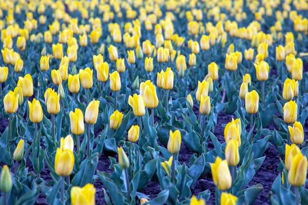 Groot gebied van bloeiende gele tulpen