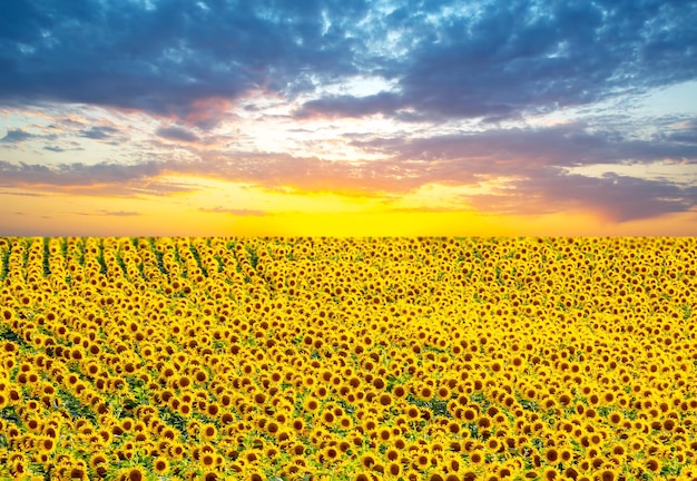 Groot gebied van bloeiende zonnebloemen in zonlicht Agronomie landbouw en plantkunde