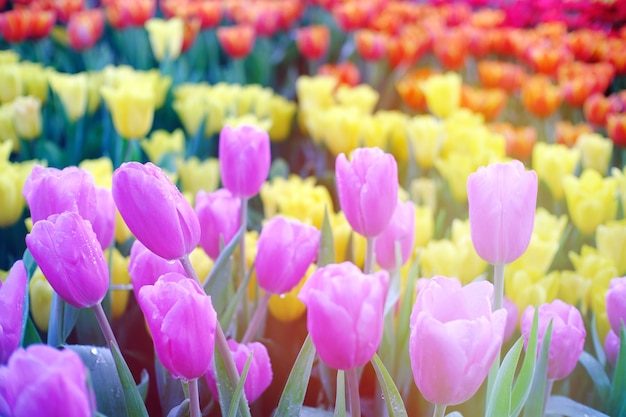 Groot gebied van gele violette en rode tulpen in tuin.