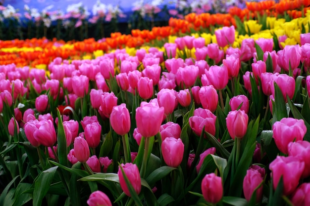 Groot gebied van gele violette en rode tulpen in tuin.