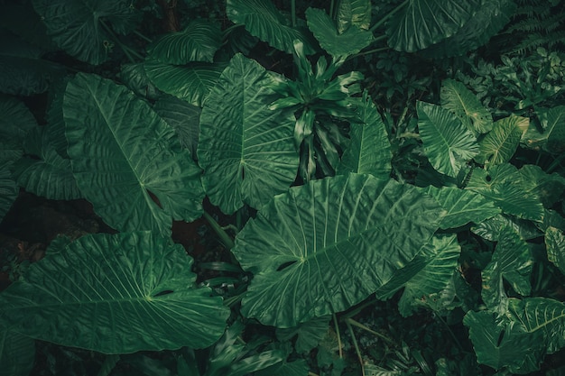 Groot gebladerte van tropisch blad met donkergroene textuur, abstracte aardachtergrond.