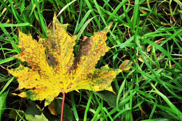 Groot geel esdoornblad. Esdoornblad op groen gras. Herfst stilleven.