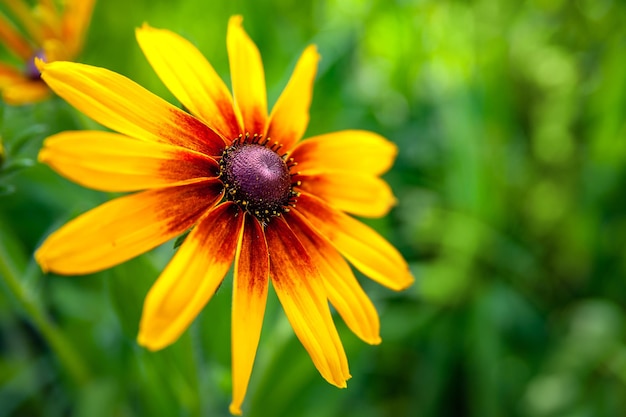 Groot geel met rode bloemen op een natuurlijke onscherpe achtergrond selectieve focus Creatief behang