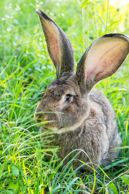 Groot grijs konijnenras Vander op het groene gras. Konijn eet gras. Konijnen fokken op de boerderij