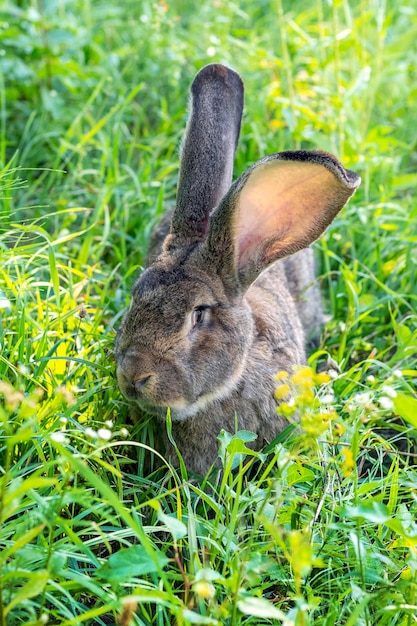 Foto groot grijs konijnenras vander op het groene gras. konijn eet gras. konijnen fokken op de boerderij