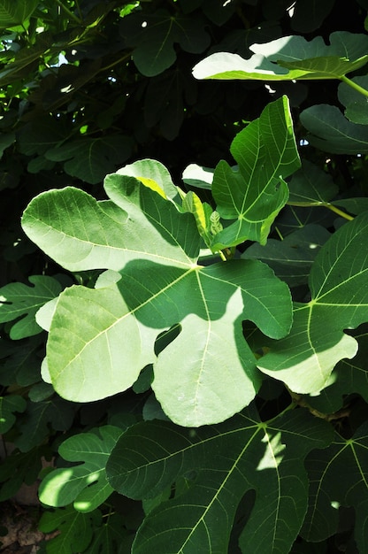 Groot groen blad. Close-up van een groen blad. Achtergrond, textuur, ontwerp. Zomer.