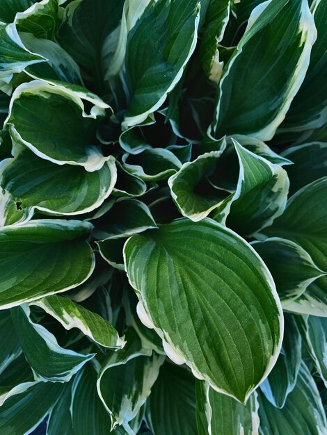 Groot groen blad met witte randen