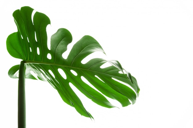 Groot groen blad van Monstera-installatie op wit