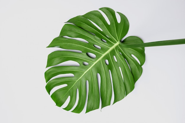 Groot groen blad van Monstera-installatie op witte achtergrond