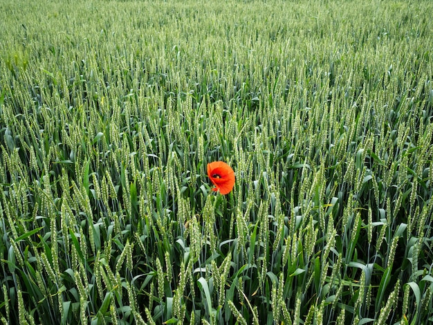 Groot groen veld van onrijpe gerst. Een eenzame rode papaver onder een groen gebied van gerst