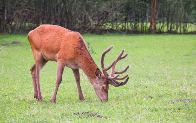 Groot hert uit de buurt met gewei dat eet