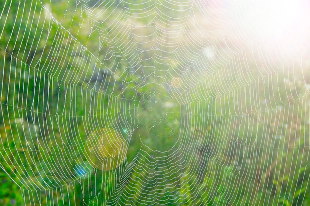 Groot koeienweb tussen de bladen in het veld in zonlicht bij zonsopgang Spinnenweb in zomerveld in zonnestralen bij zonsopgang Zomerveld bij zonsopgang Druppels dauw op gras bij zonsopgang