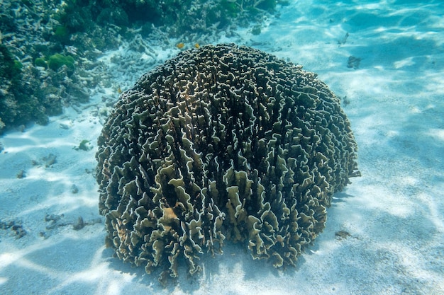 Groot koraalrif in similan eiland