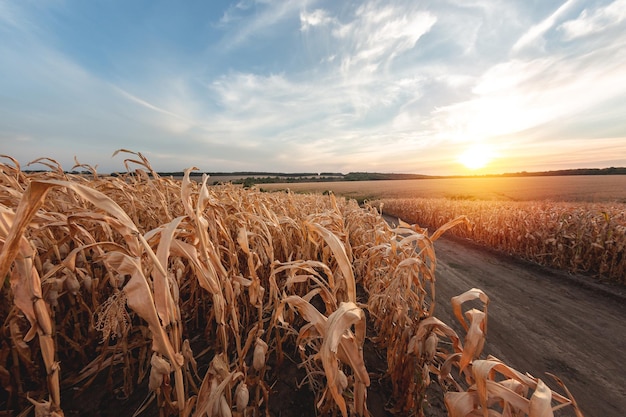 Groot landbouwgraanveld van rijpe maïs gescheiden door een onverharde weg bij zonsondergang