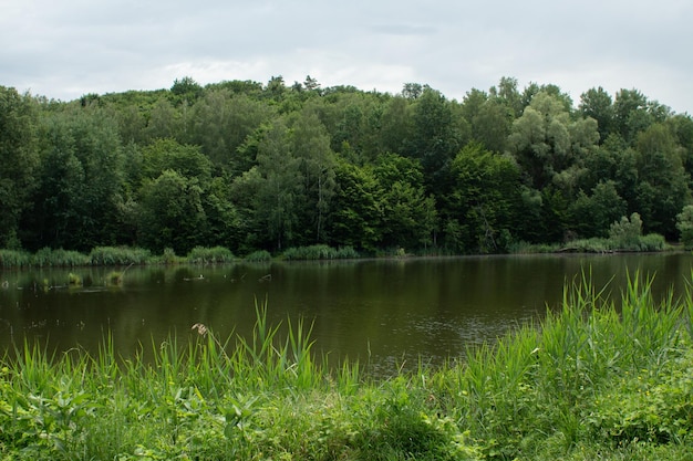 Groot meer in het groene bos