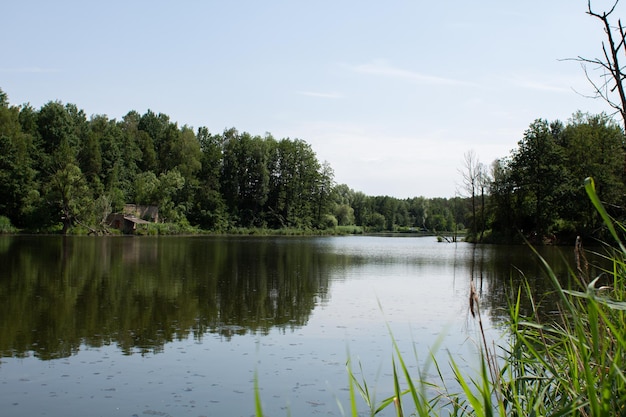 Groot meer in het groene bos