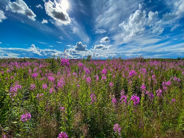 Groot mooi veld van wilgenroosje bloeit een achtergrond van blauwe lucht en wolken